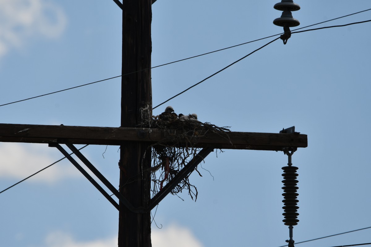 Red-tailed Hawk - ML618925302