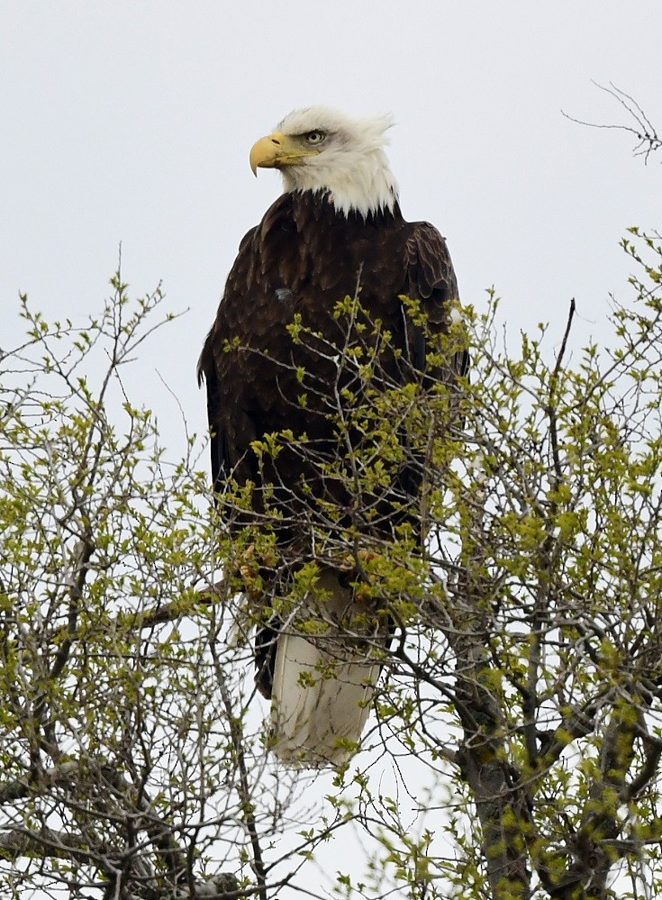 Bald Eagle - Steve Bennett