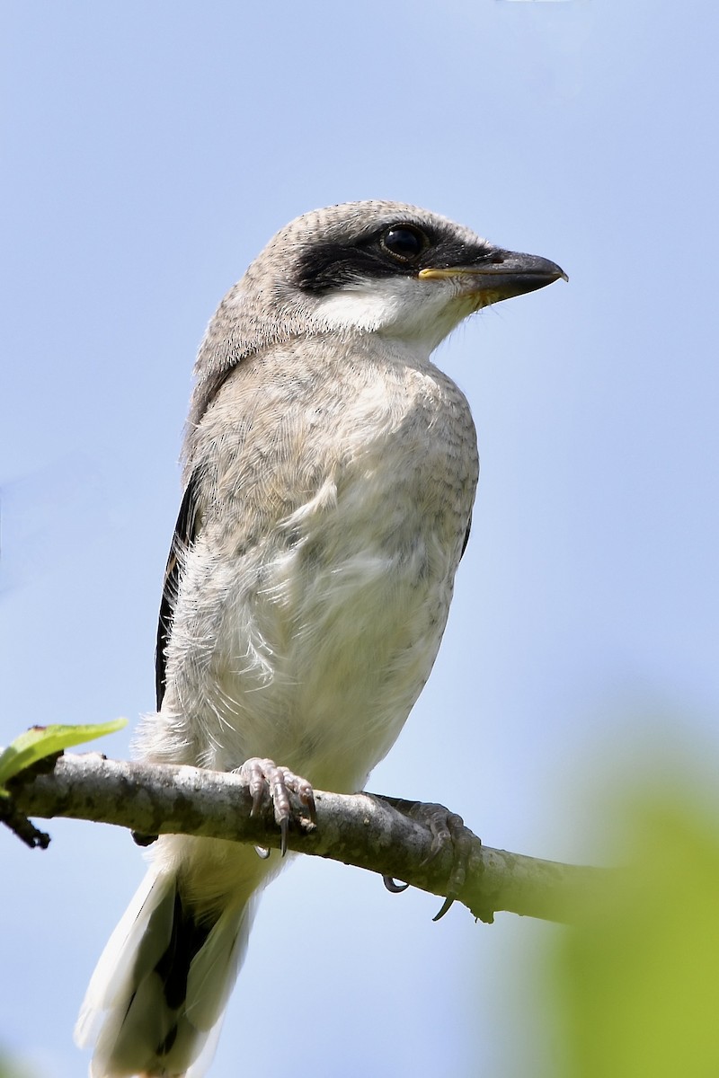 Loggerhead Shrike - Paul Nielson