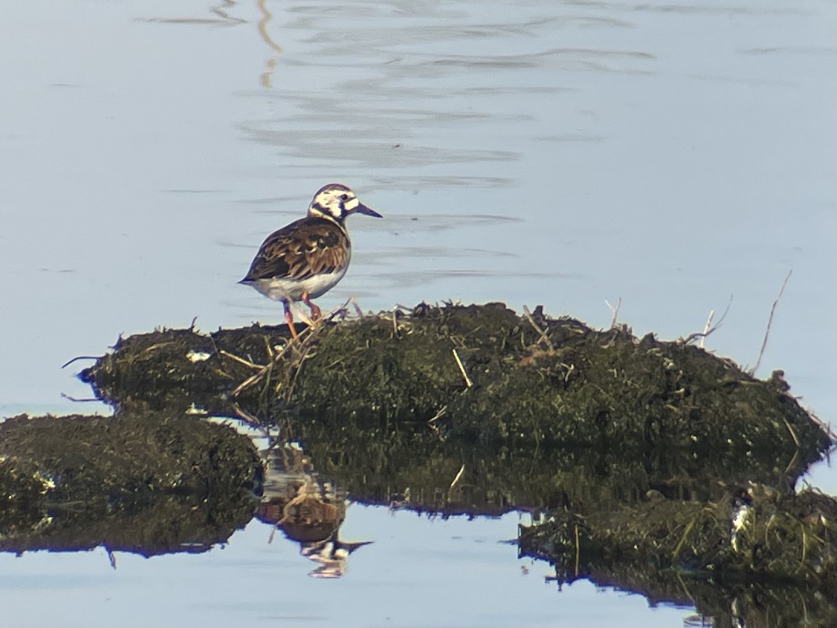 Ruddy Turnstone - Annie Finch