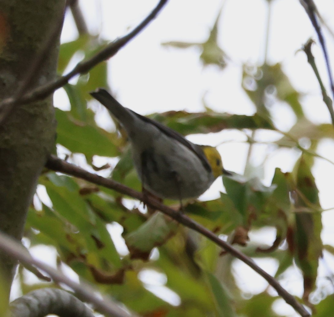 Hermit Warbler - Diane Etchison