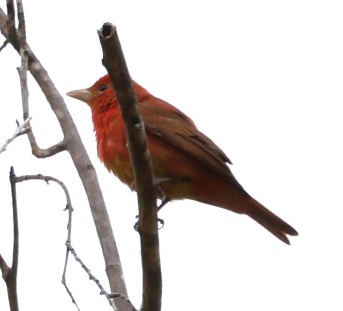 Summer Tanager - Diane Etchison