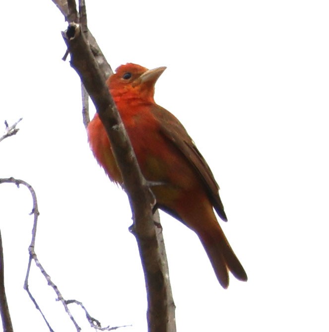 Summer Tanager - Diane Etchison