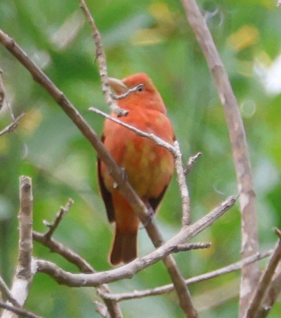 Summer Tanager - Diane Etchison