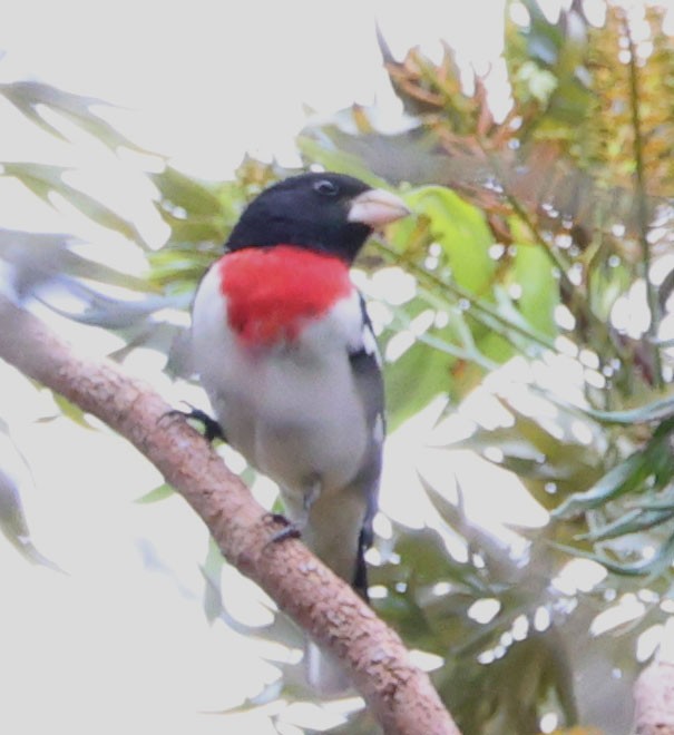 Rose-breasted Grosbeak - Diane Etchison