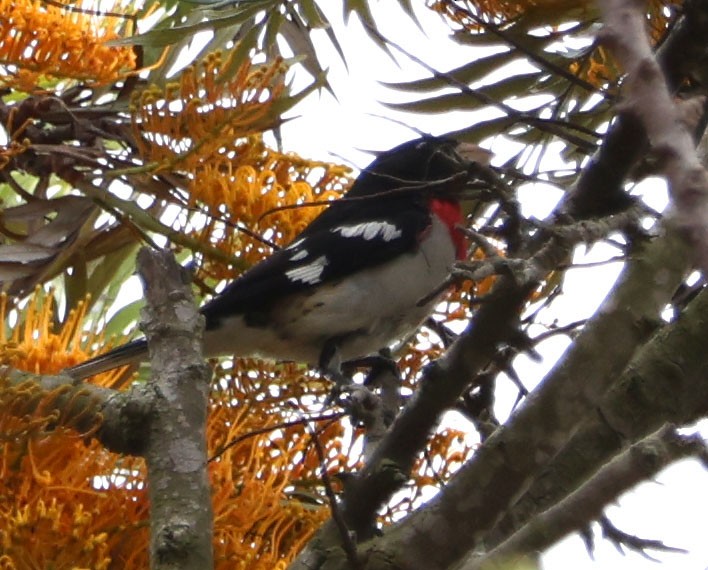 Rose-breasted Grosbeak - Diane Etchison