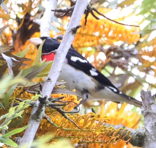 Rose-breasted Grosbeak - Diane Etchison