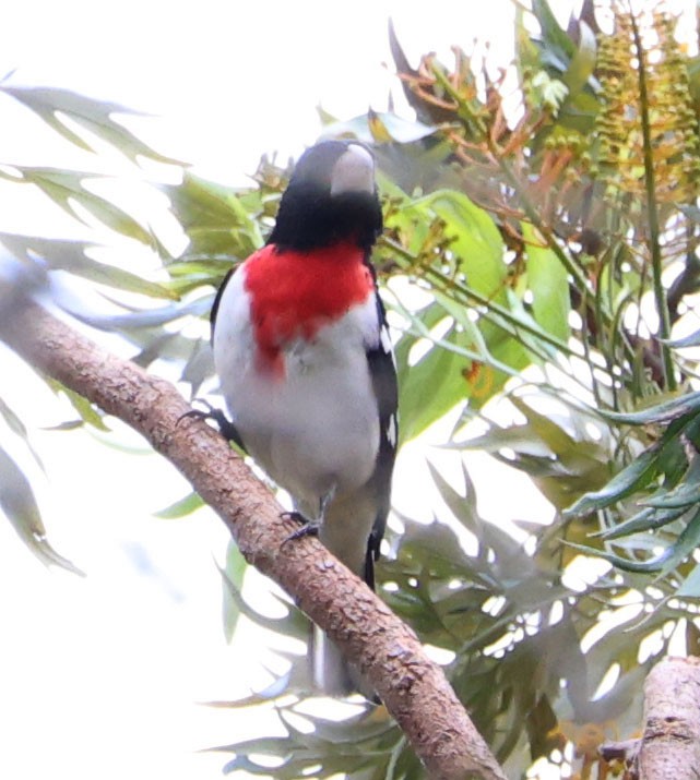 Rose-breasted Grosbeak - Diane Etchison