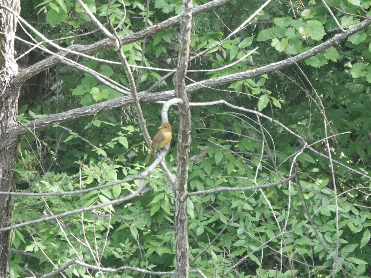 Summer Tanager - Charlie Spencer