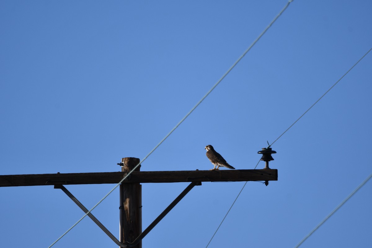 Prairie Falcon - Lael Rudisill