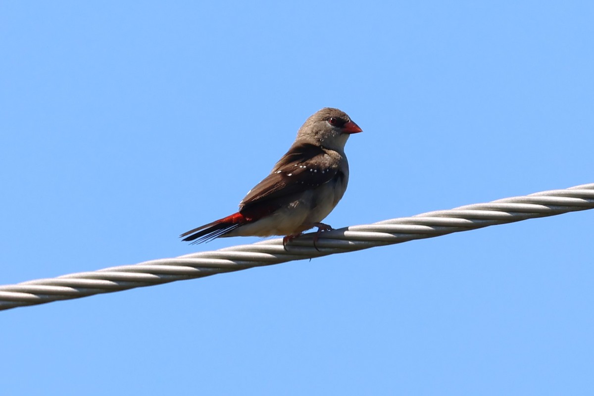 Red Avadavat - Peter Christiaen