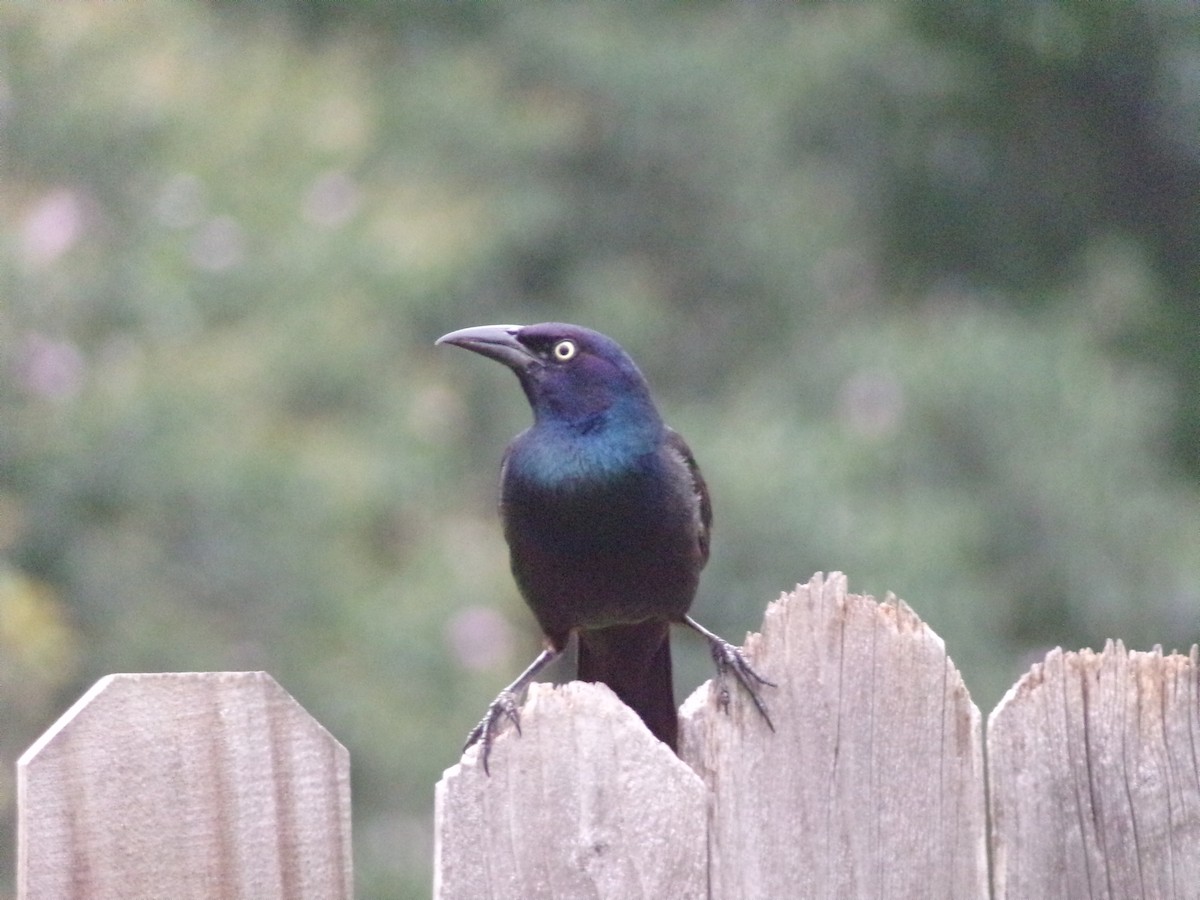 Common Grackle - Texas Bird Family