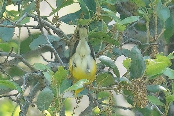 Parula Pitiayumí - ML618925421