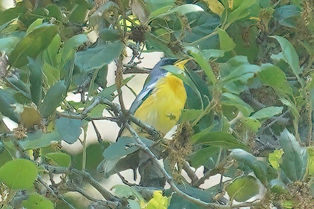 Tropical Parula - Dave Jurasevich