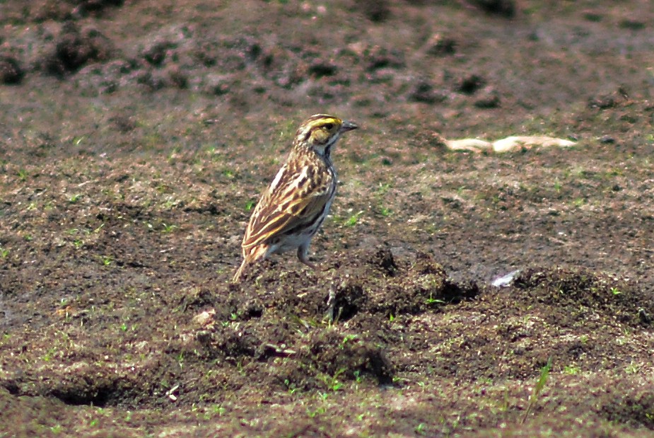 Savannah Sparrow - ML618925425