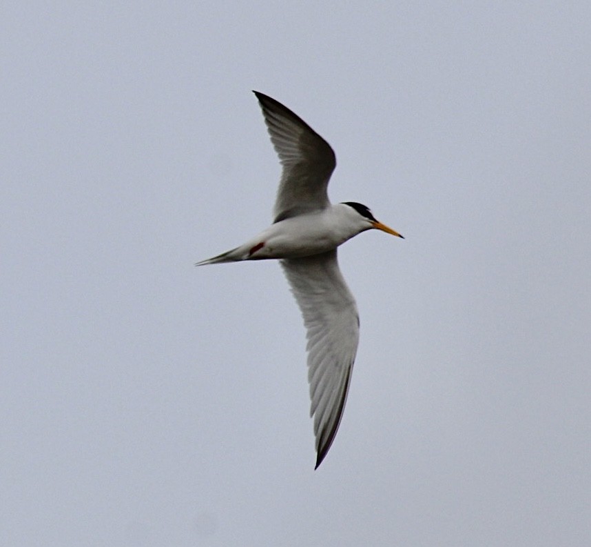 Least Tern - ML618925434