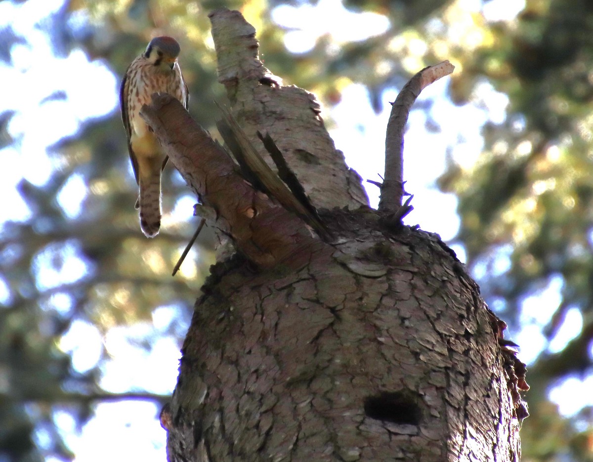 American Kestrel - Dianne Murray