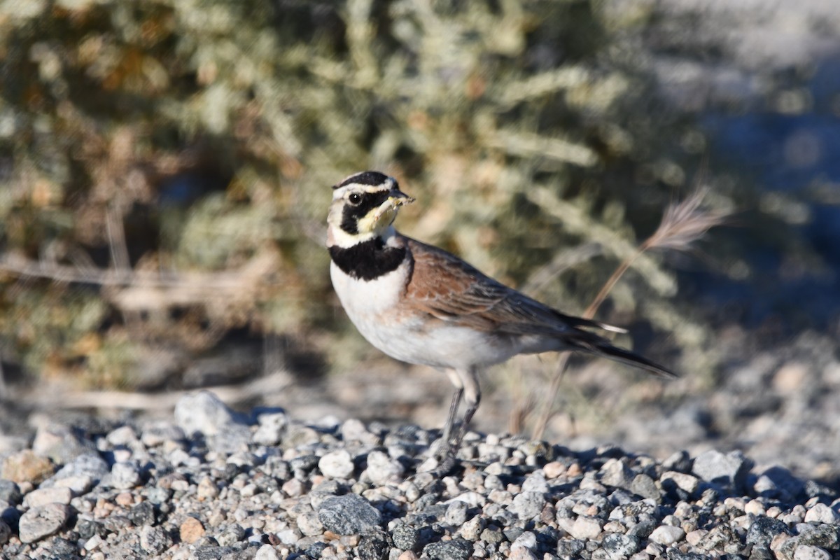 Horned Lark - ML618925452