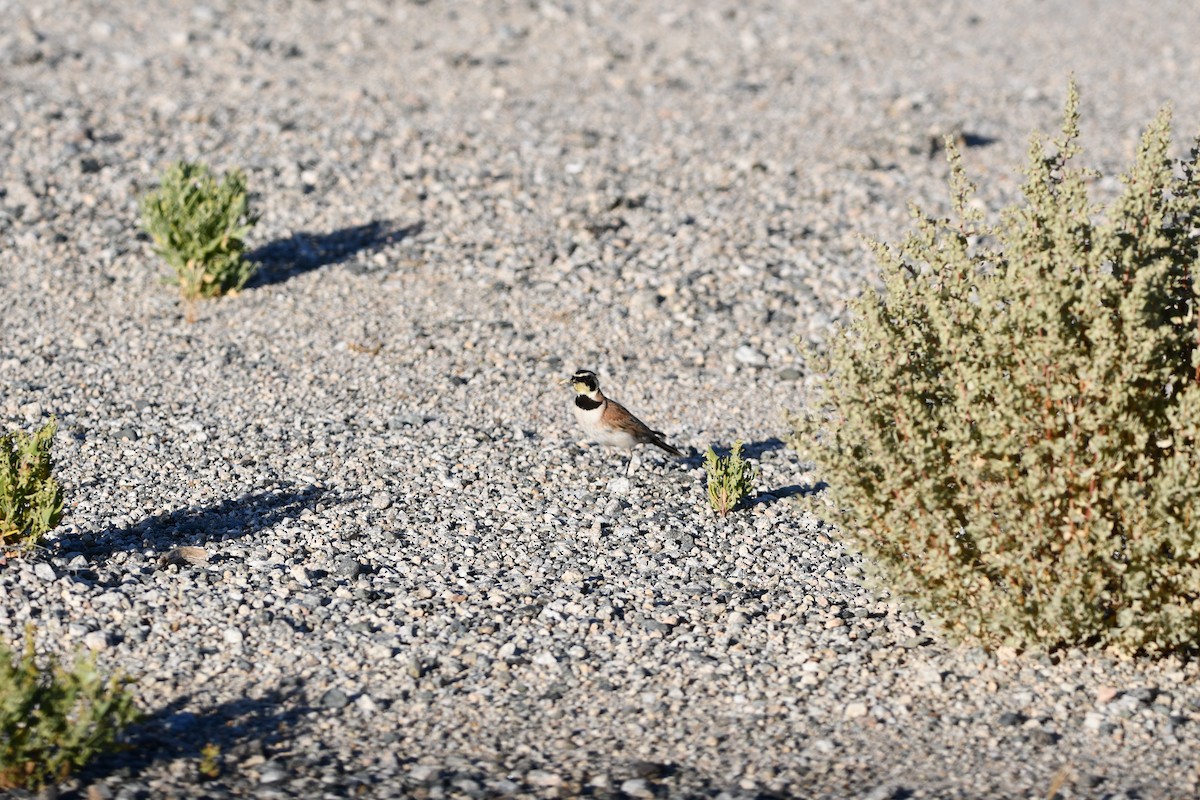 Horned Lark - Lael Rudisill