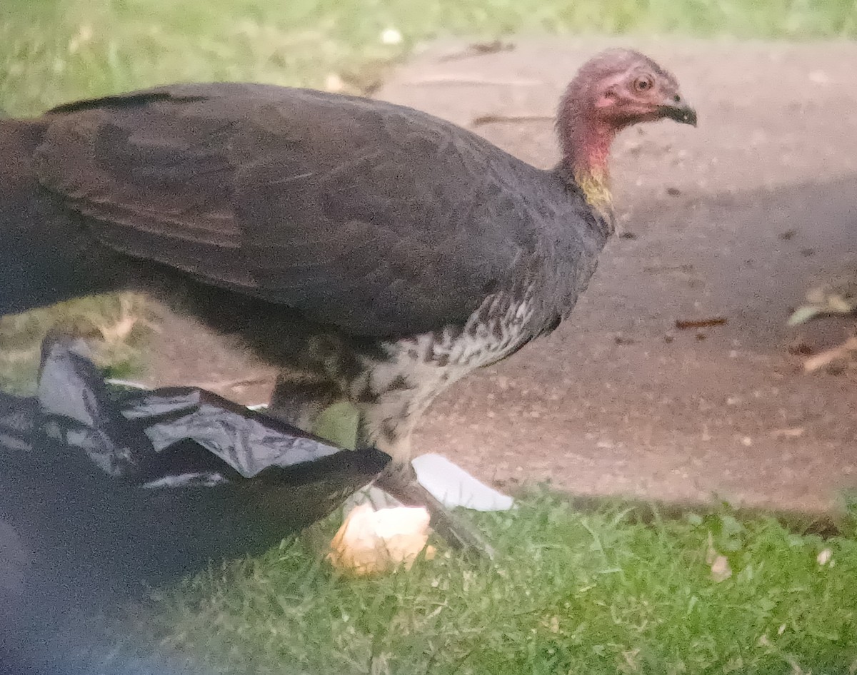 Australian Brushturkey - ML618925459