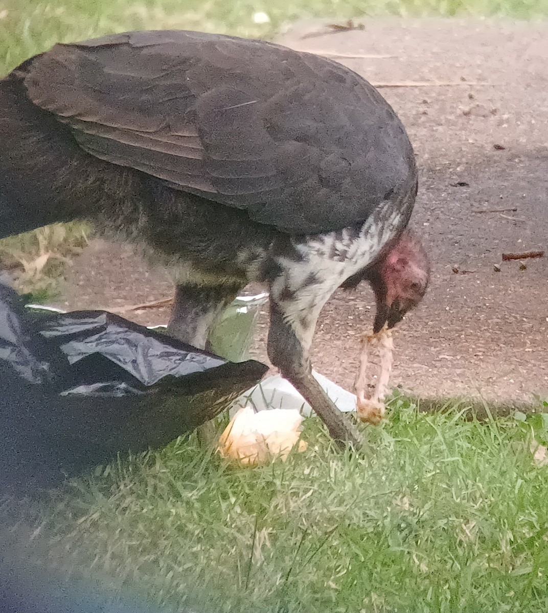 Australian Brushturkey - ML618925460