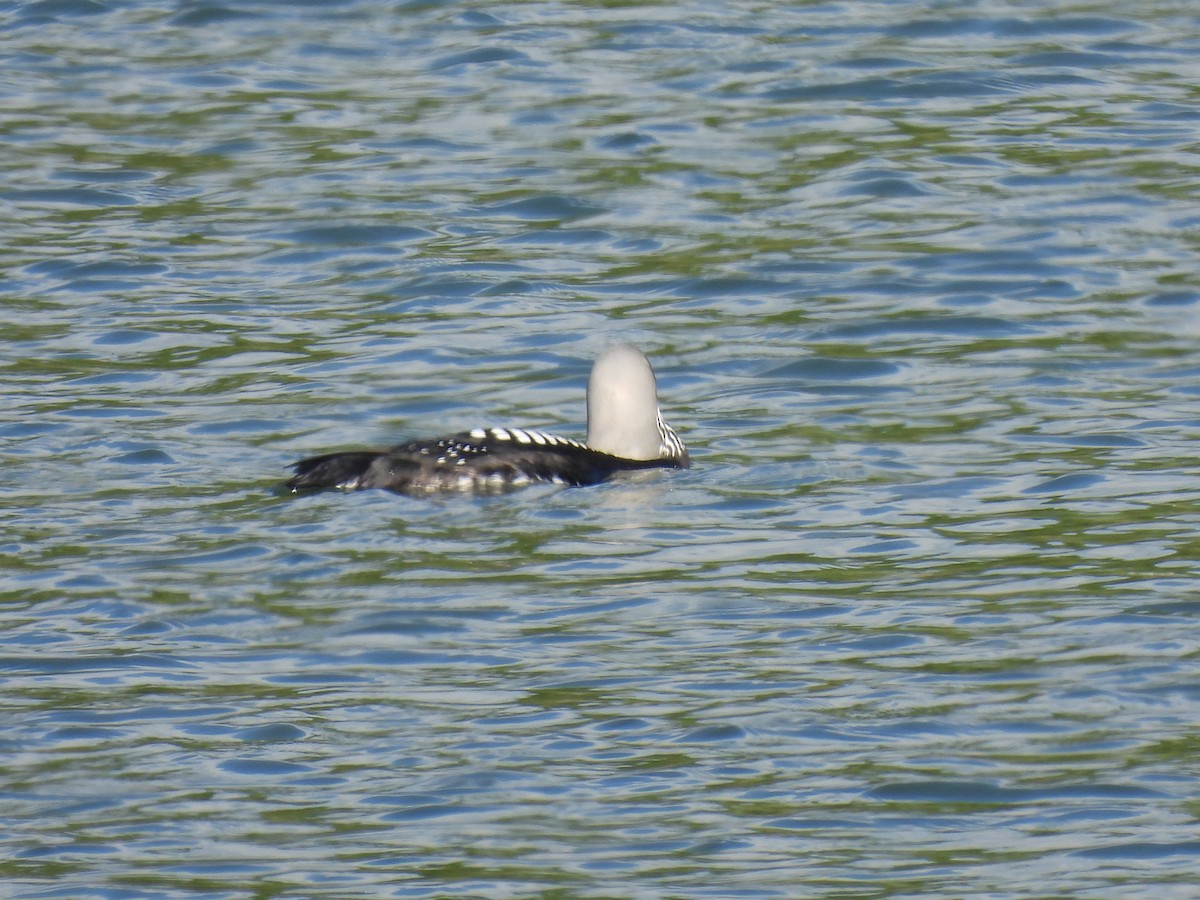 Pacific Loon - David Mandell