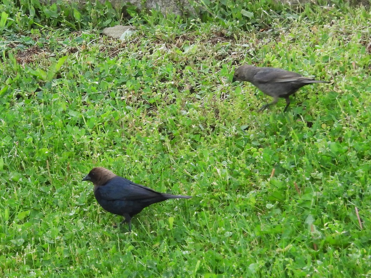 Brown-headed Cowbird - Bill Blauvelt