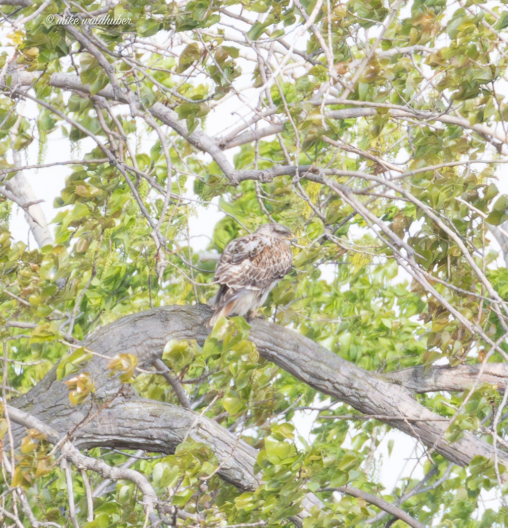 Ferruginous Hawk - Mike Waldhuber