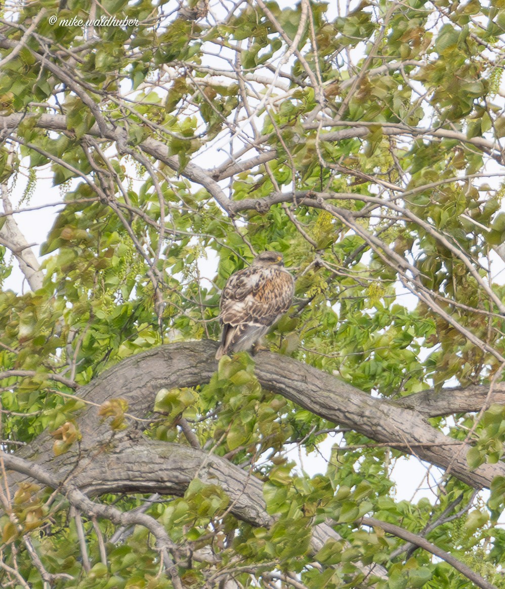 Ferruginous Hawk - Mike Waldhuber