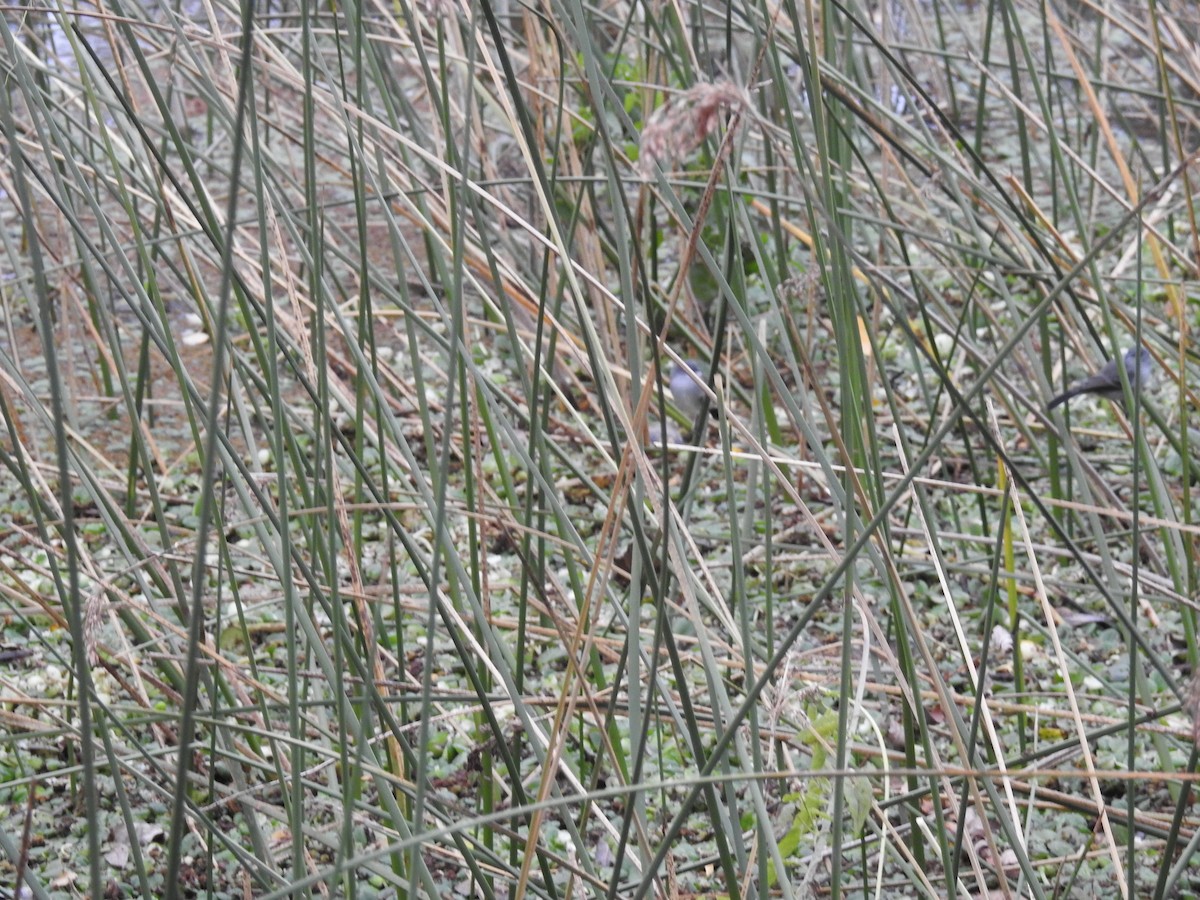 Sooty Tyrannulet - adriana centeno