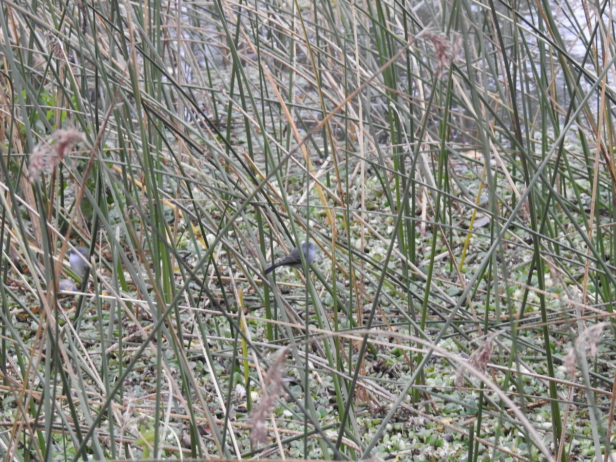 Sooty Tyrannulet - adriana centeno