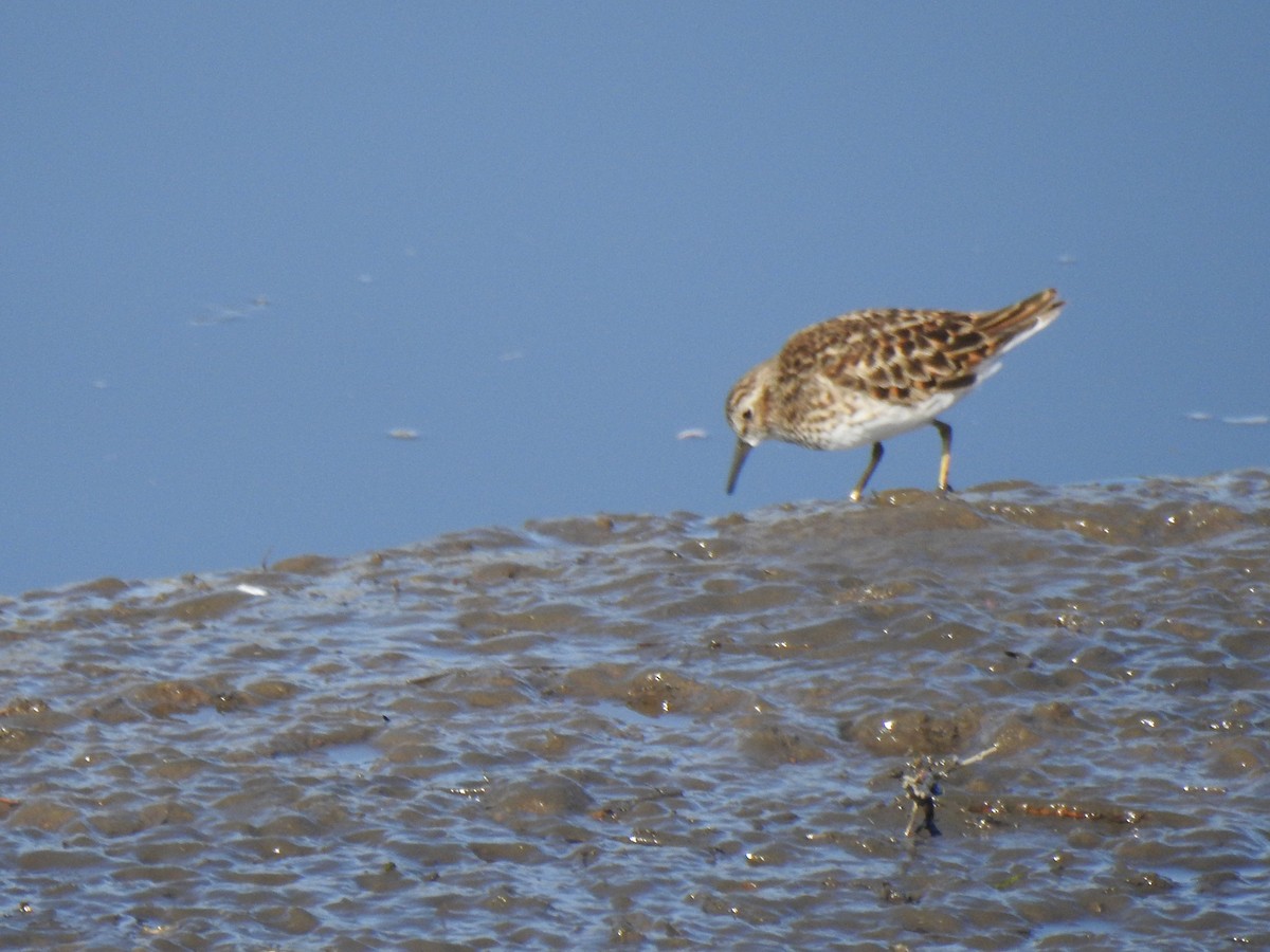 Least Sandpiper - Ruth Schrock