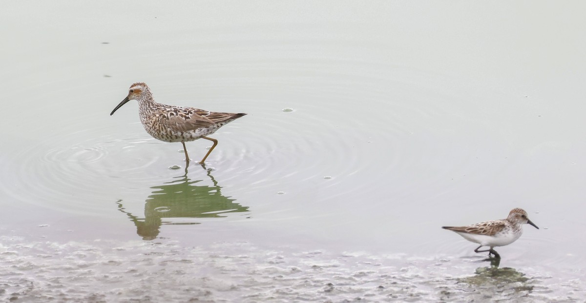 Stilt Sandpiper - ML618925504