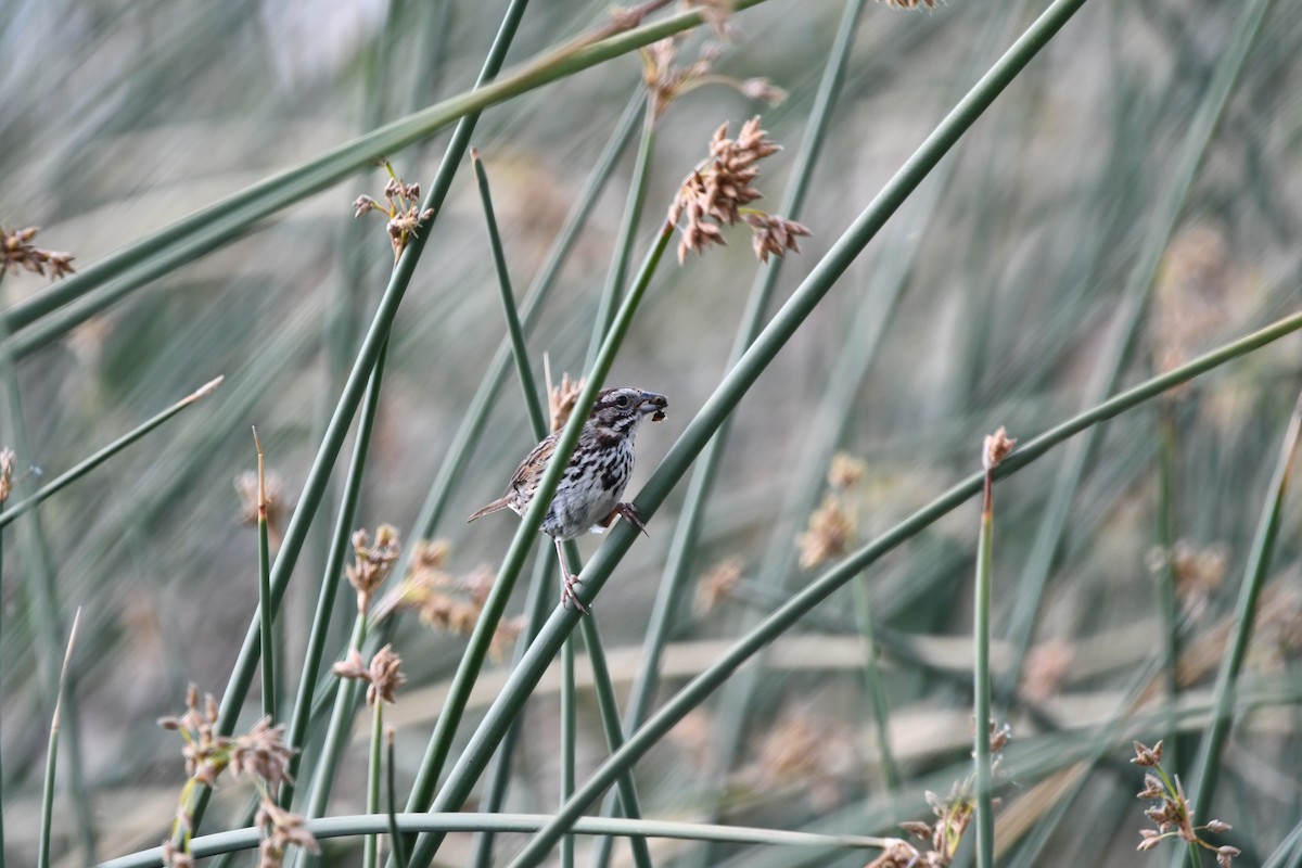 new world sparrow sp. - Lael Rudisill