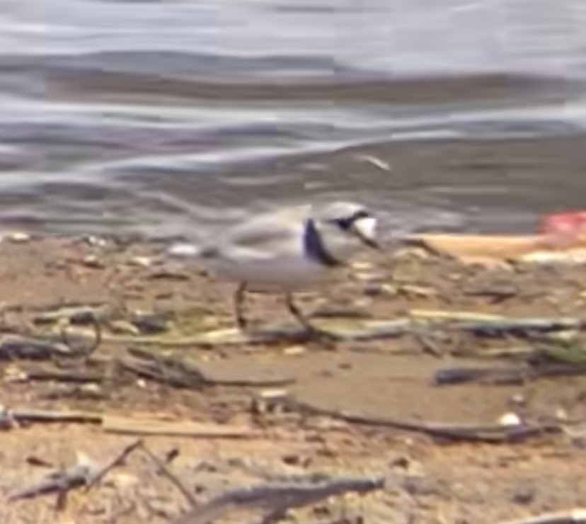 Piping Plover - ML618925515