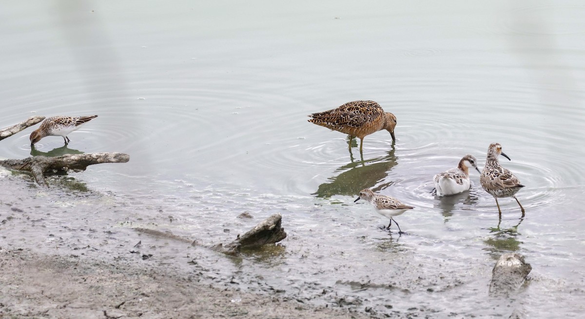 Long-billed Dowitcher - ML618925530