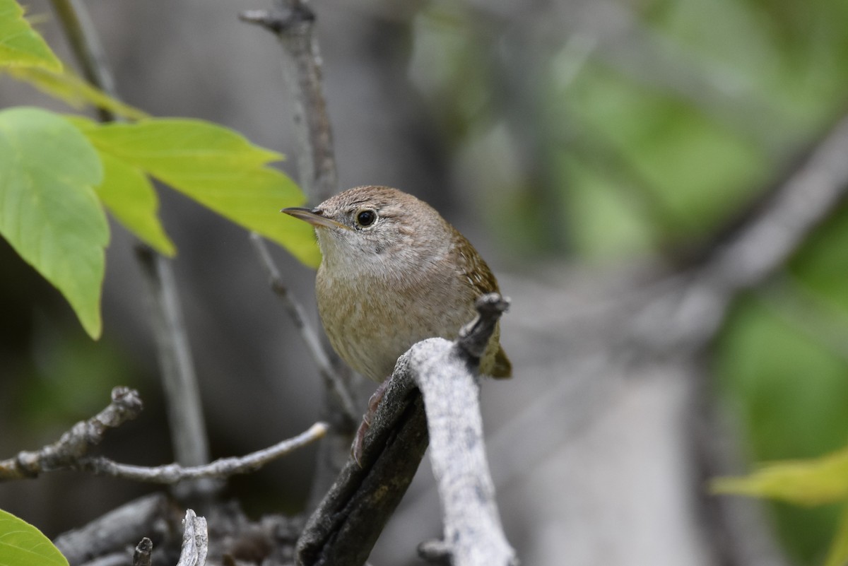 House Wren - Finn Harty