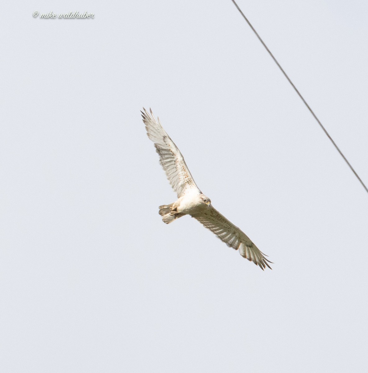 Ferruginous Hawk - Mike Waldhuber