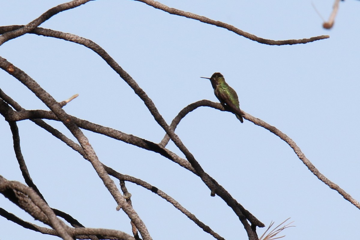 Anna's Hummingbird - Louis Hoeniger