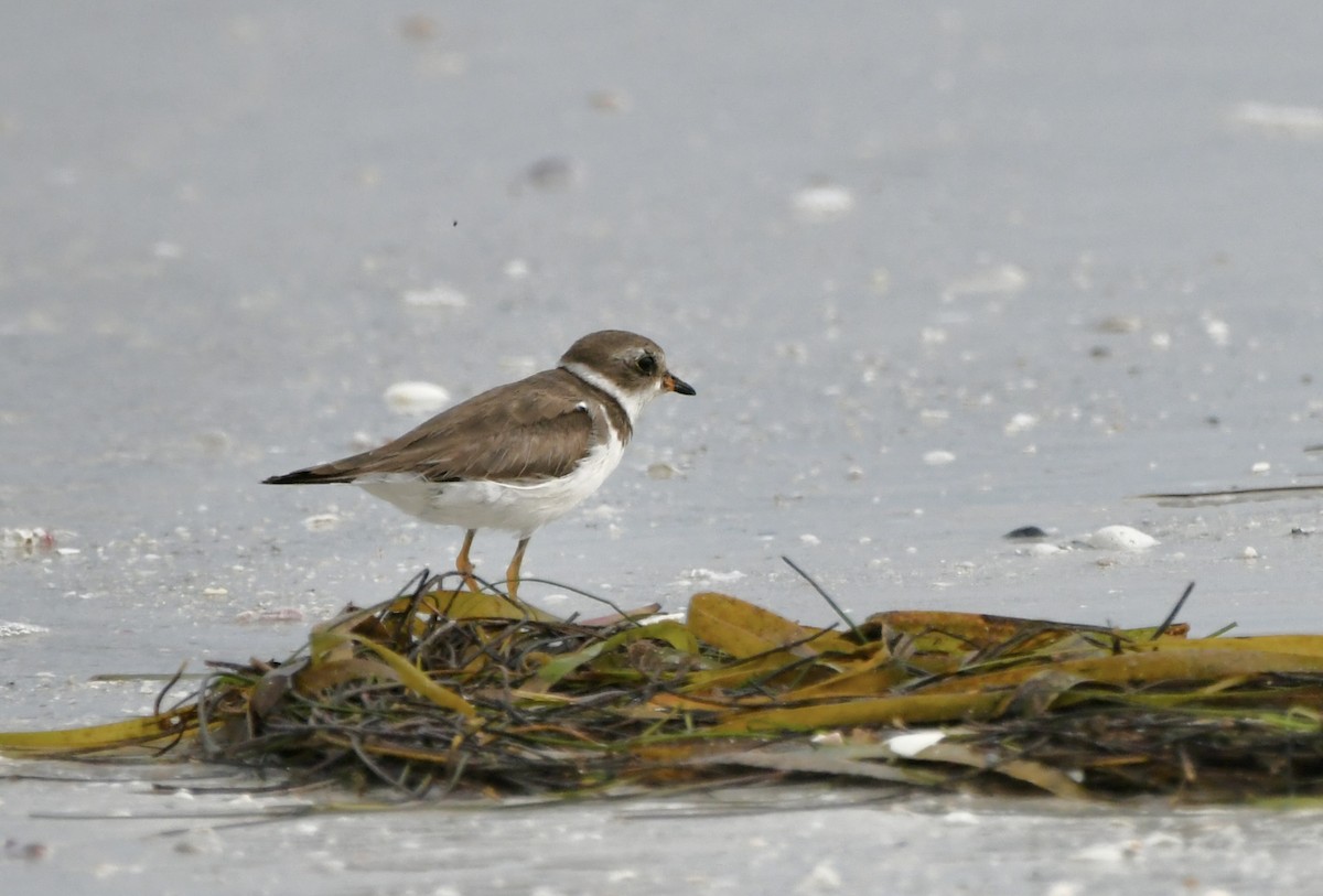 Semipalmated Plover - Victor Botnaru