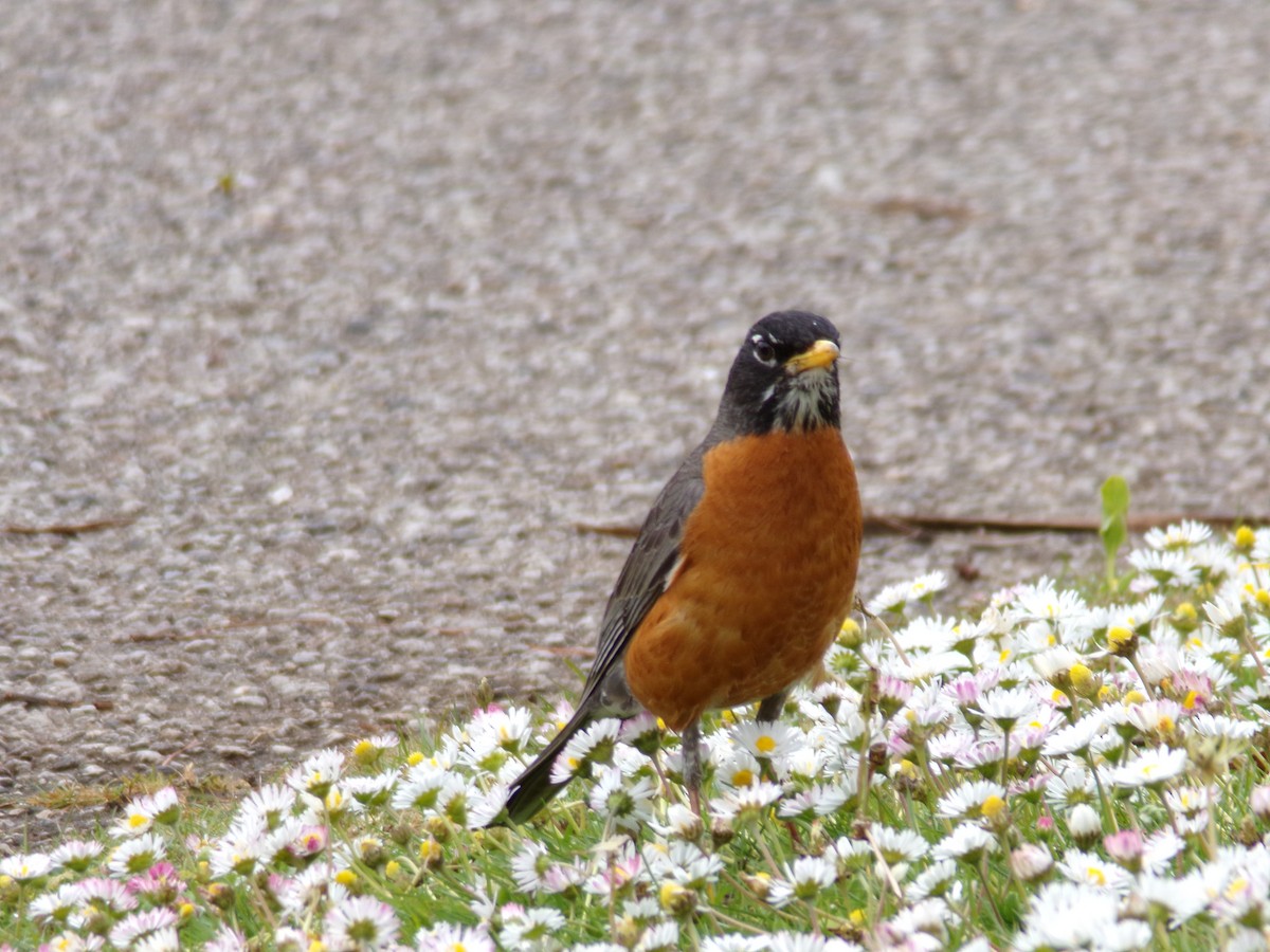 American Robin - Ross Rabkin