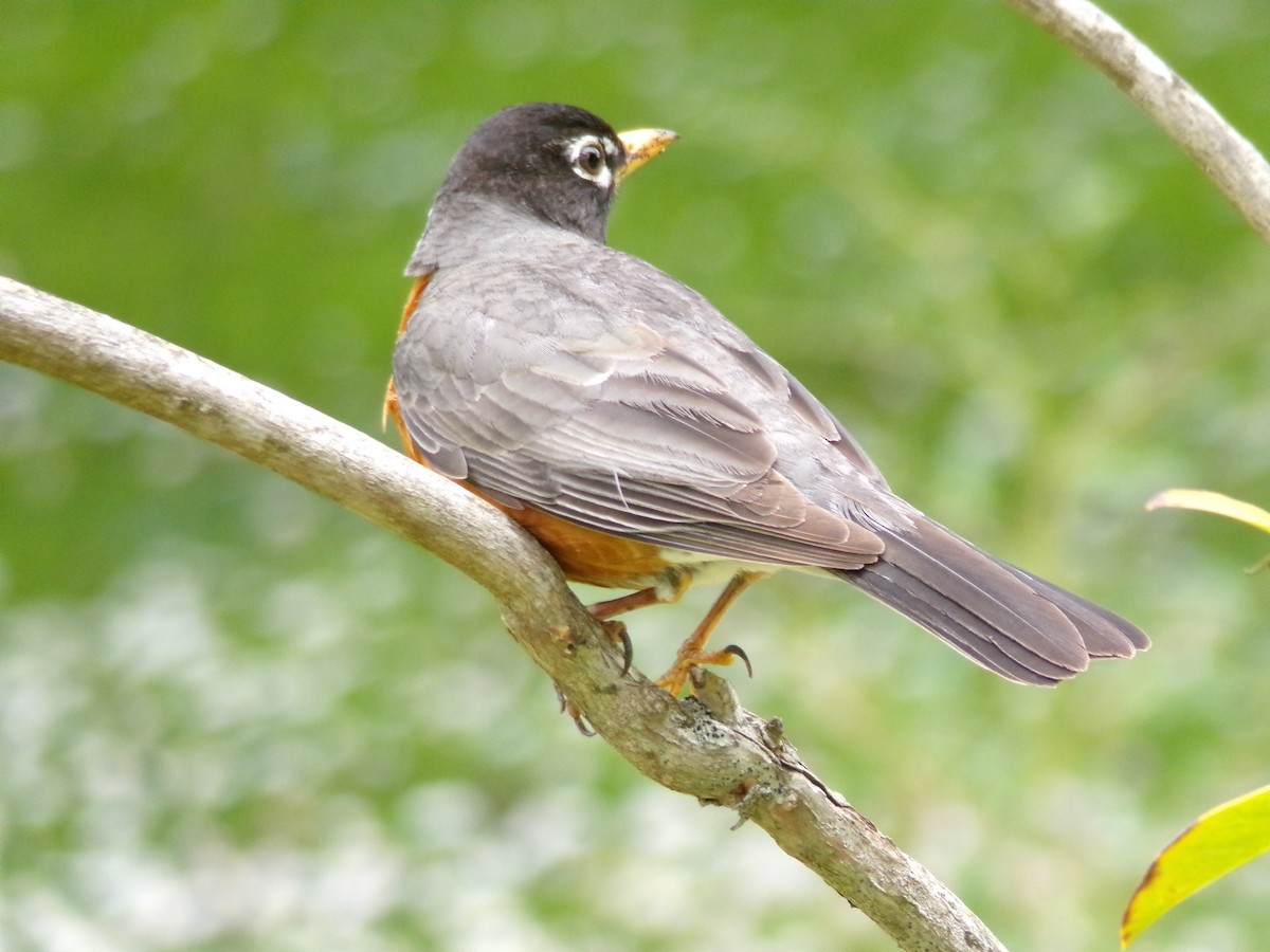 American Robin - Ross Rabkin