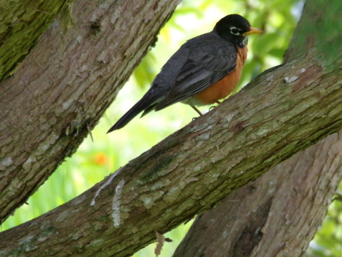 American Robin - Ross Rabkin