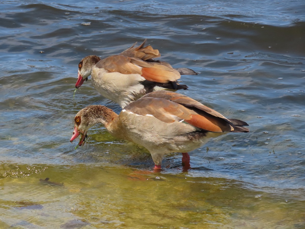 Egyptian Goose - Laurie Witkin