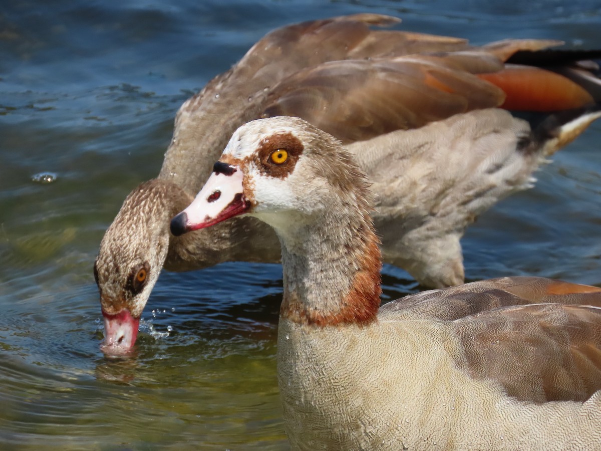 Egyptian Goose - Laurie Witkin