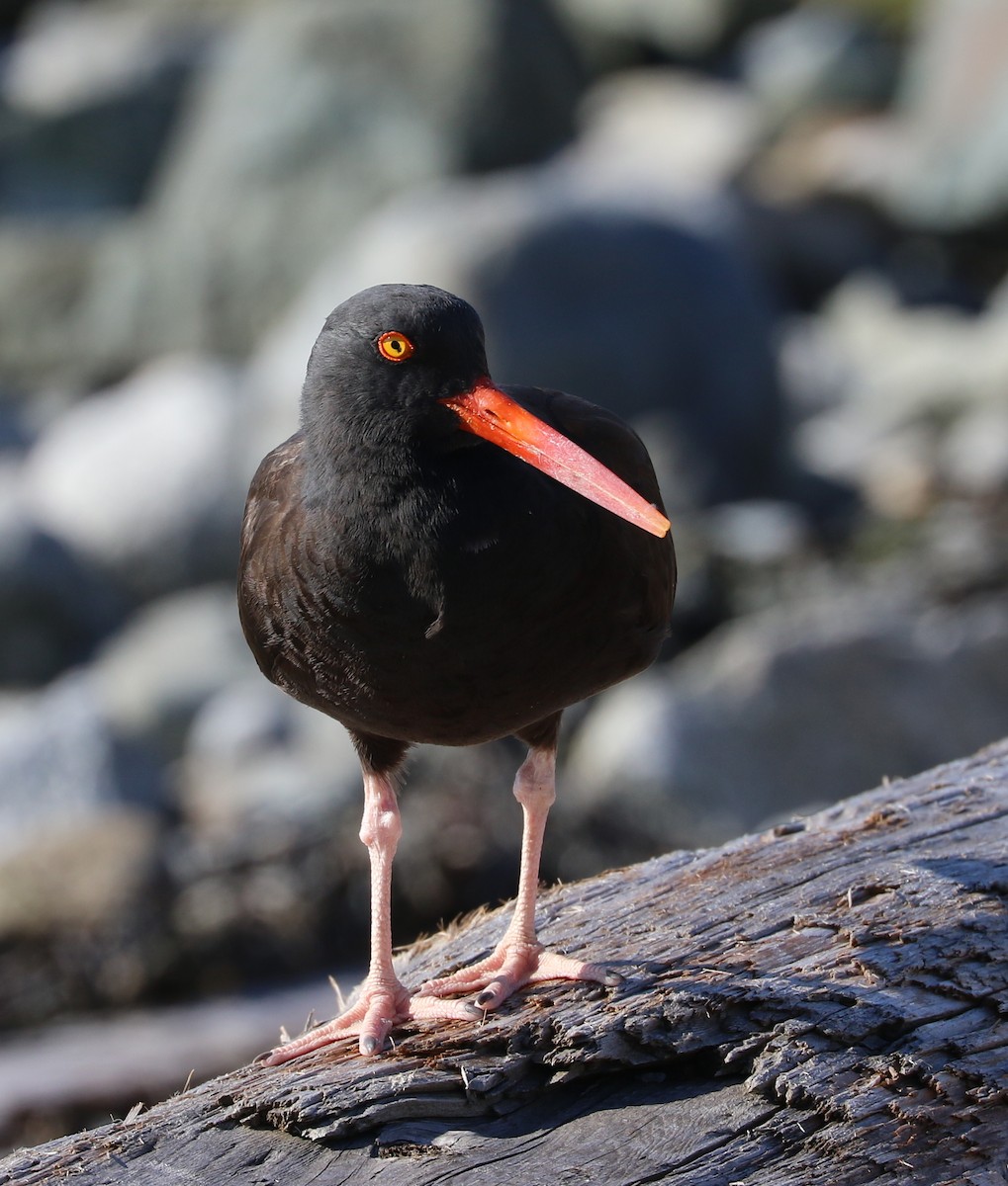 Black Oystercatcher - Mike Fung