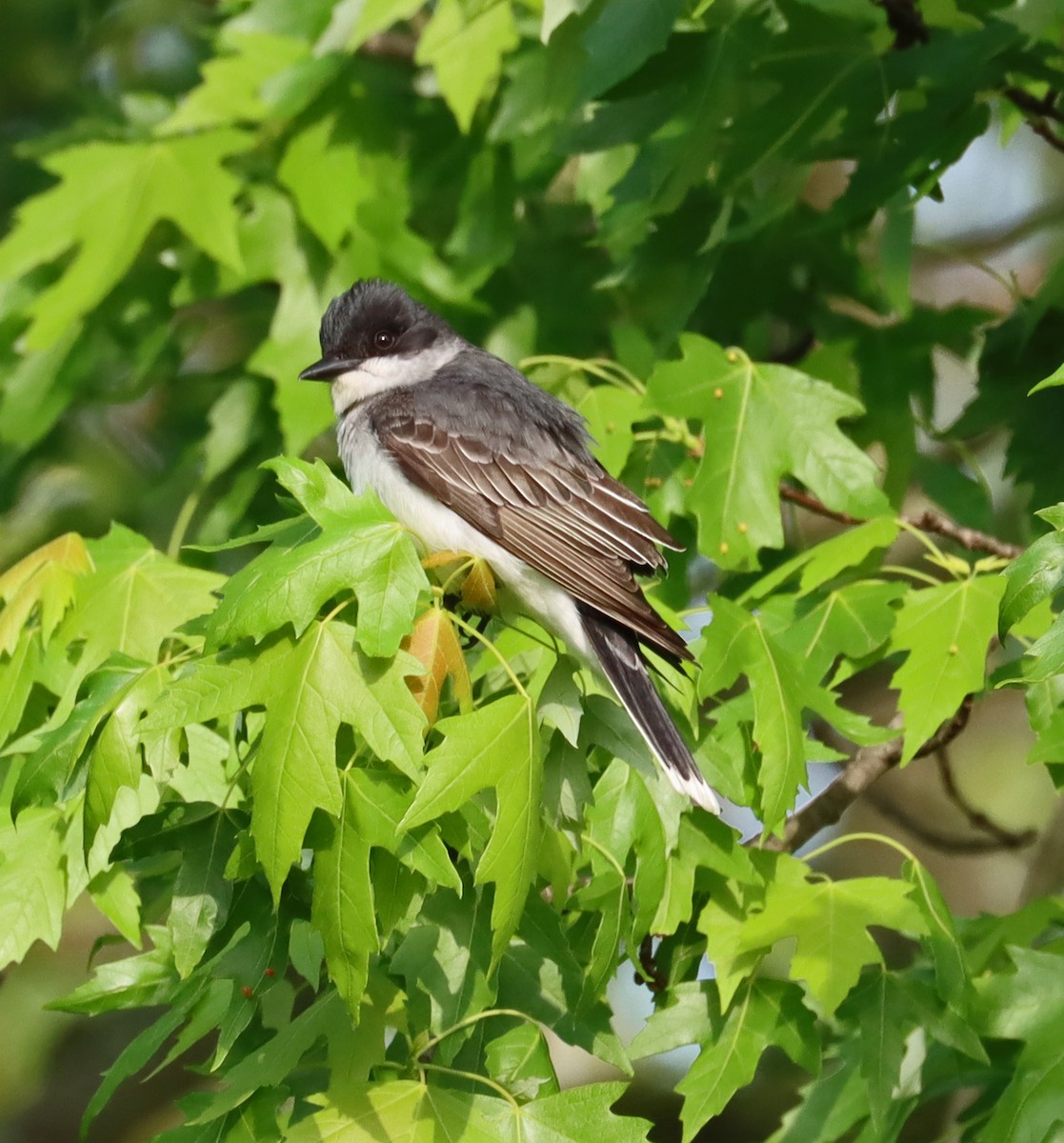 Eastern Kingbird - ML618925597