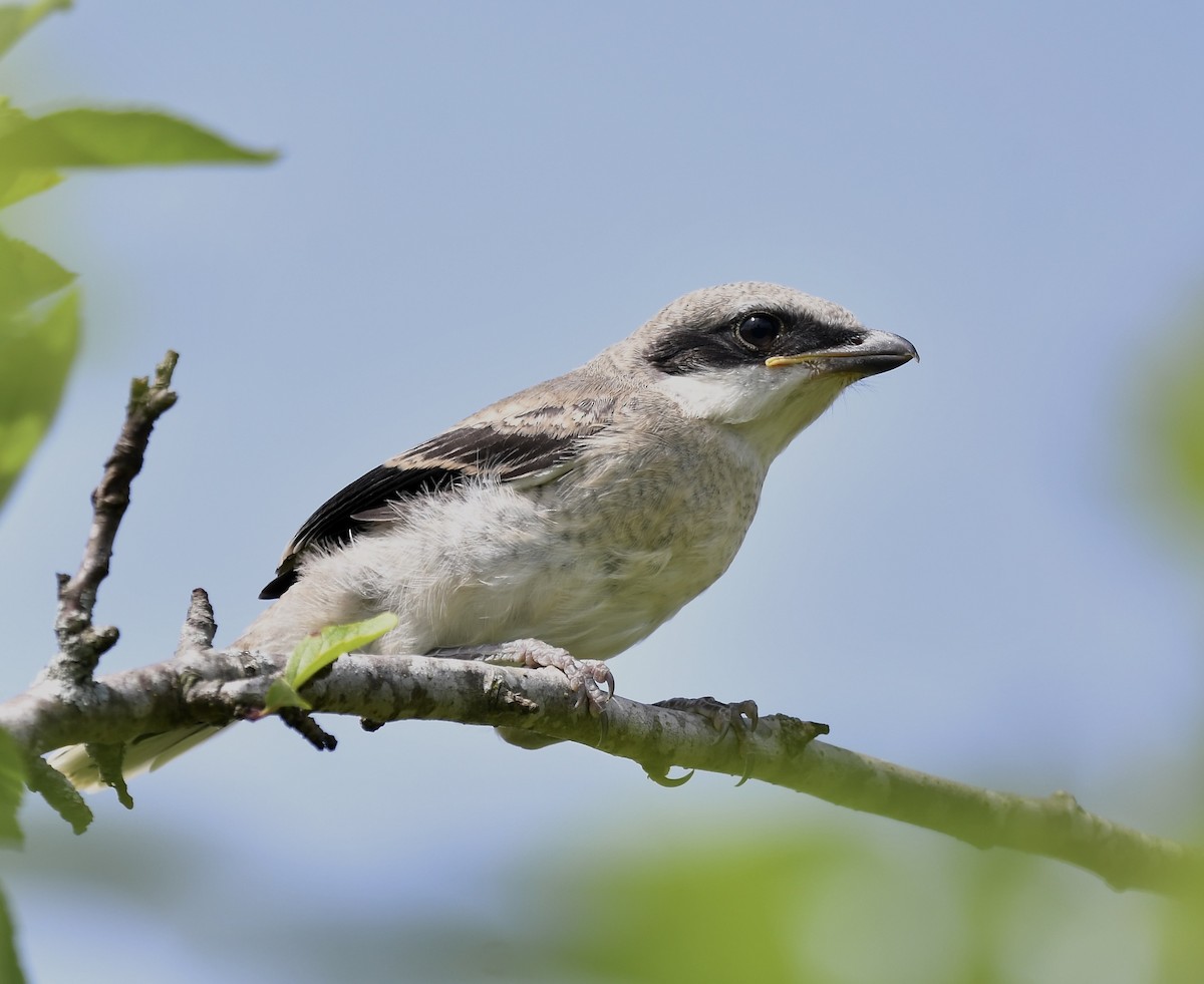 Loggerhead Shrike - Paul Nielson