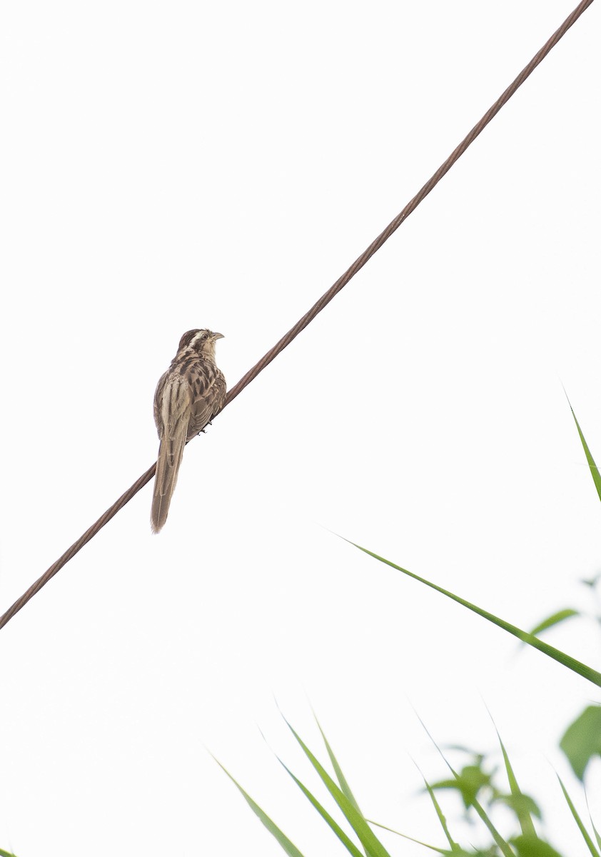 Striped Cuckoo - Juan Felipe León León