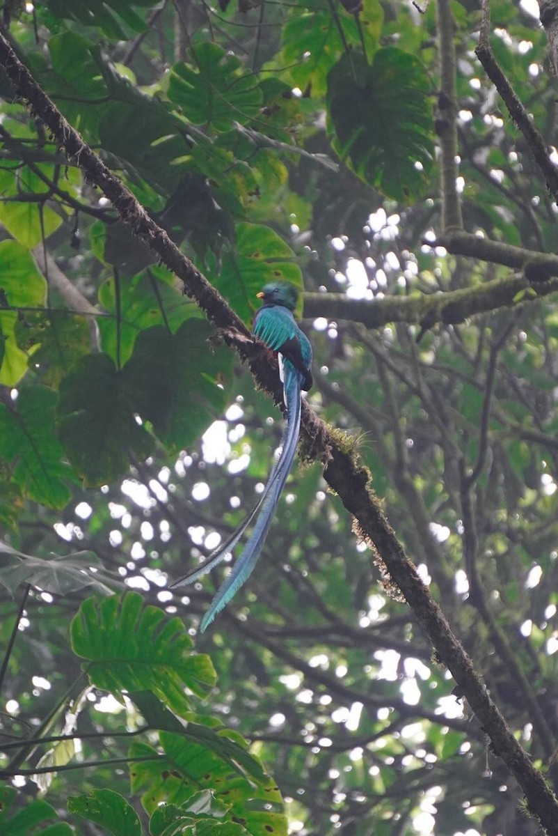 Quetzal Guatemalteco (mocinno) - ML618925612